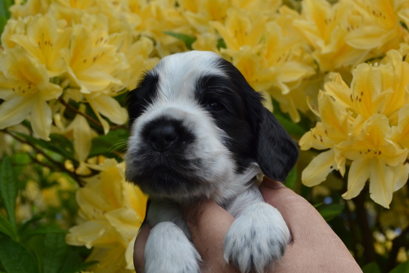 3a - pejsek tm. zelená.JPG